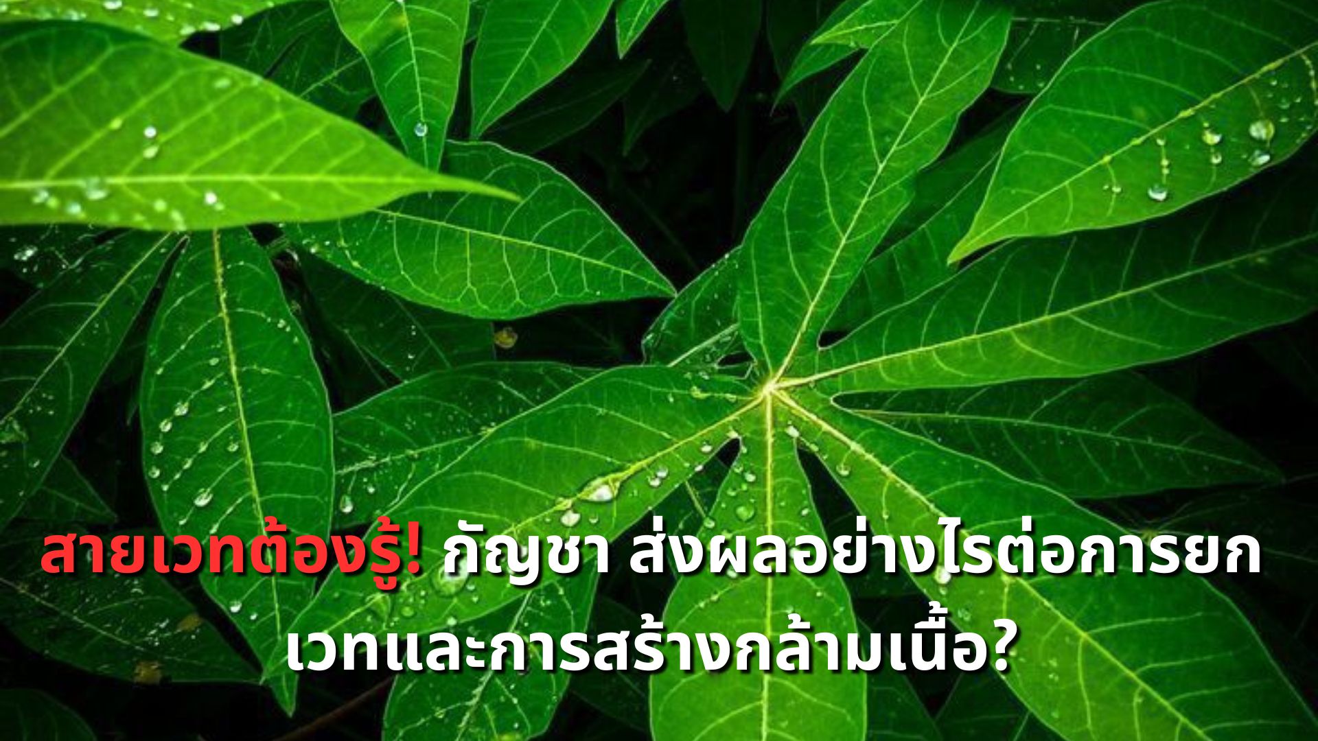 สายเวทต้องรู้! กัญชา ส่งผลอย่างไรต่อการยกเวทและการสร้างกล้ามเนื้อ?